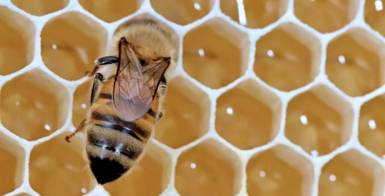 abeille posée sur une plaque de miel