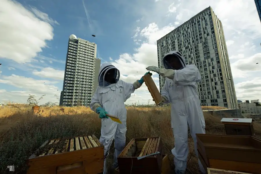 photo de deux apiculteurs qui travaillent dans un champ au pied des immeubles