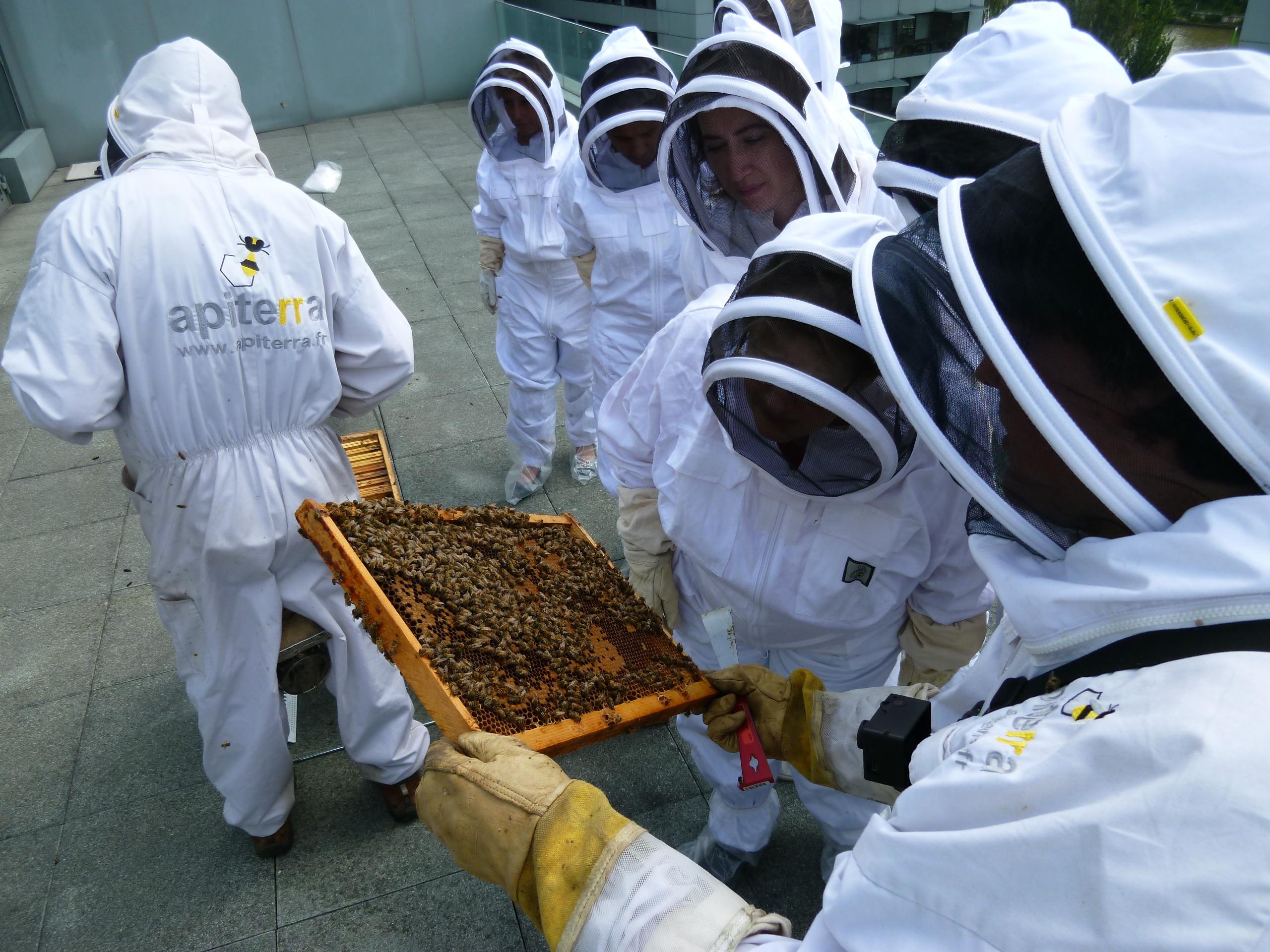 photo d'un groupe en tenue d'apiculteur qui regarde une plaque remplie d'abeilles