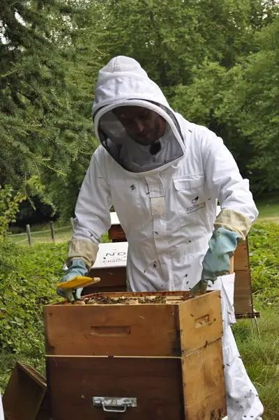 photo d'un apiculteur avec du matériel dans les mains qui s'occupe d'une ruche