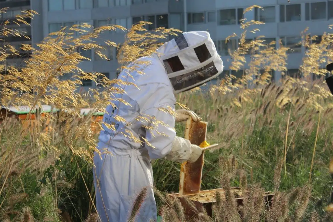 photo d'un apiculteur récoltant le miel dans un champ