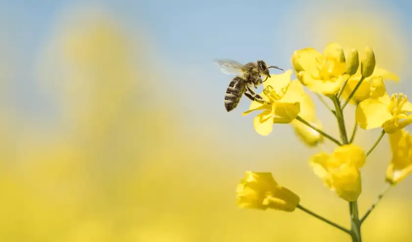 photo d'une abeille posée sur une fleur