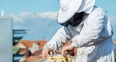 photo d'un apiculteur en tenue qui récolte le miel sur le toit d'un immeuble