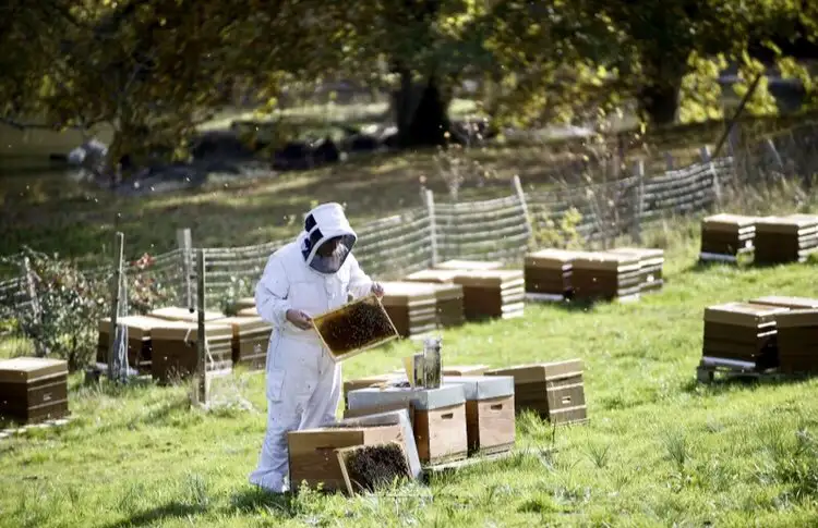 photo de deux apiculteurs dans un champ au pied d'un immeuble