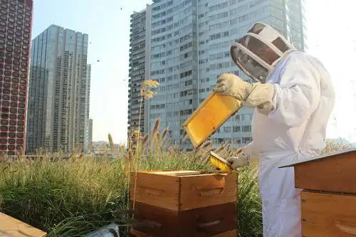 photo d'un apiculteur avec un rayon de miel sur le toit d'un immeuble