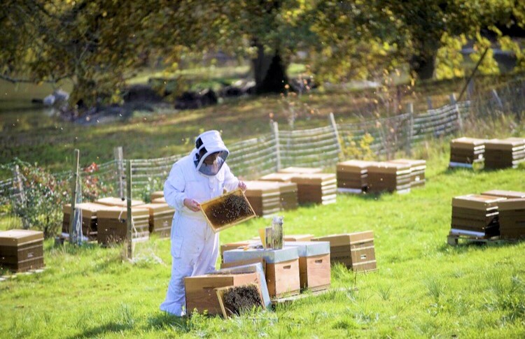 photo d'un apiculteur entouré de ruches qui récolte le miel