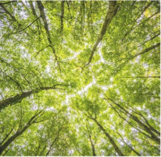 photo d'une forêt